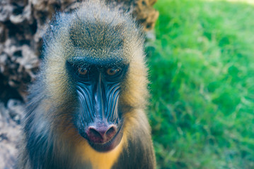 Mandrill, Mandrillus sphinx, sitting on tree branch in dark tropical forest. Animal in nature...
