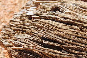 old wood trank 