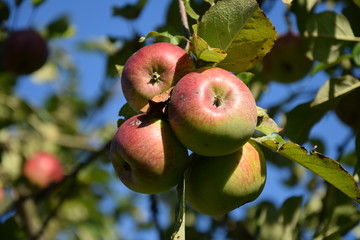 apples on tree