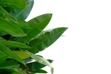 Bird of paradise plant leaves growing in botanical garden on white isolated background for green foliage backdrop 