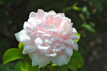 pink flower in the garden