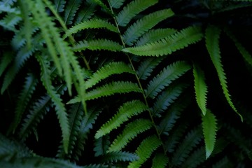 Naklejka na ściany i meble Close up a skin pattern of tropical water plants leaves with dark light background for green foliage backdrop 