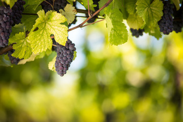 Large bunches of red wine grapes hang from an old vine in warm afternoon light