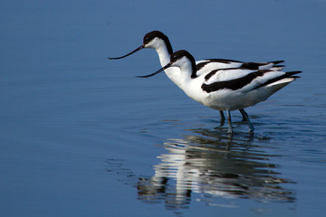 pair of avocets