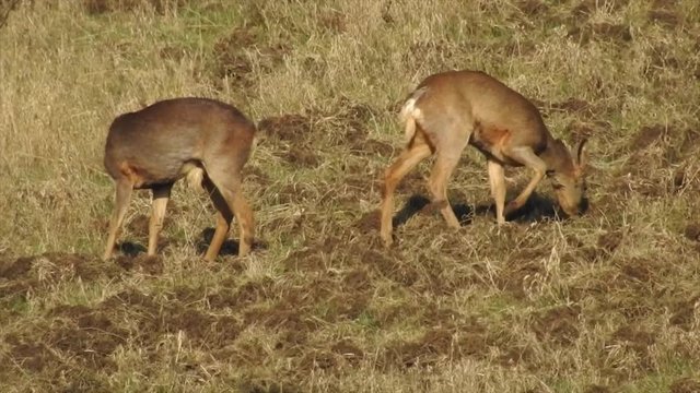Rehe&nbsp;(Capreolus capreolus) in der Feldlandschaft