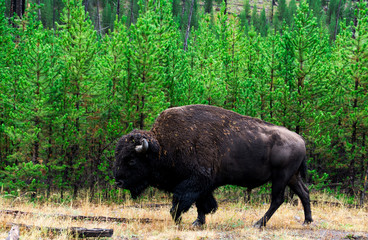 Lone Bull Buffalo, Yellowstone National Park, Wyoming