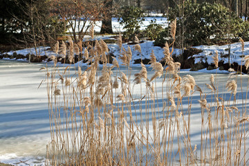 Great Manna Grass in winter