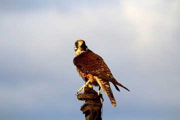hawk
