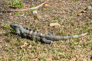 Iguana
