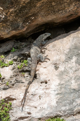 Iguana
