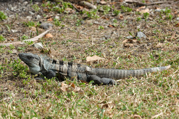 Iguana