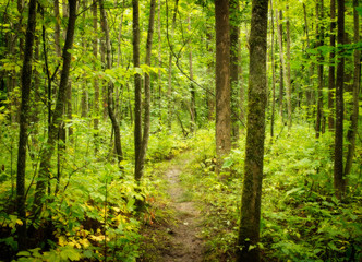 Fototapeta na wymiar Path Through the Forest