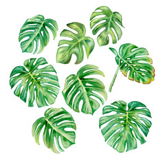 Green monstera leaf isolated on white background. Hand painted watercolor illustration. Realistic botanical art. Template
