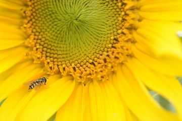 Close up of a blooming sunflower with a hoverfly. syrphid fly. Heliotrope. Front view. Helianthus annuus