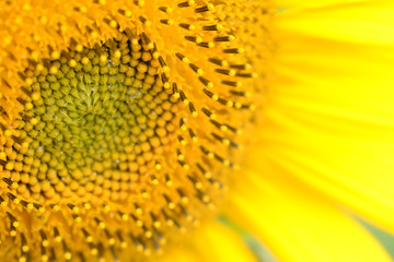 Close up of the middle of a blooming sunflower. Heliotrope. Front view. Helianthus annuus