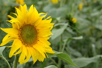 4 Close up of a blooming sunflower with a bee covered with pollen. Heliotrope. Helianthus annuus.4421 Blooming sunflower. Heliotrope. Blurred sunflowers in the background. Helianthus annuus