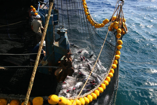 yellowfin tuna in the net of a tuna ship