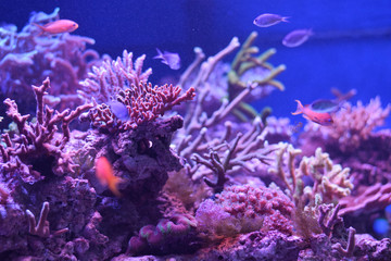 Naklejka na ściany i meble reef corals and fishes