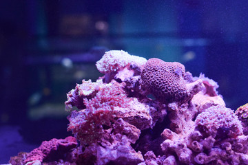 reef corals