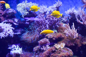 Fototapeta na wymiar tropical fish in aquarium