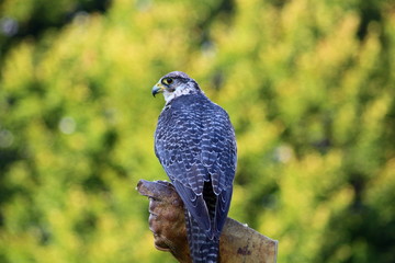 hawk