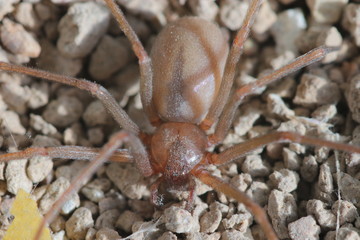 Loxosceles rufescens, the Mediterranean recluse spider, originated in the Mediterranean region ,as for example Spain, as its name implies, has a darker brown characteristic violin marking on the cepha