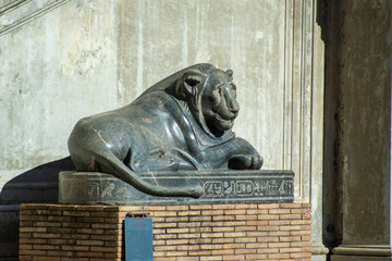 Egyptian Lion