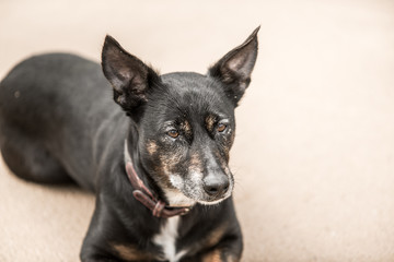 Cute old black dog on a beach in Scotland