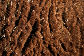 texture of sheep wool 