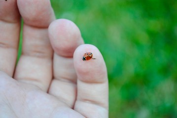 ladybug on a finger tip 