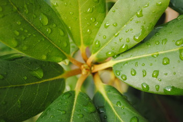 water drops on green leaf