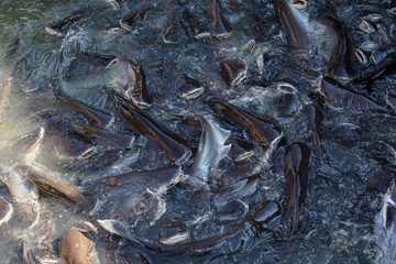 Pangasius fishes