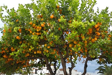 Orangenbaum in Andalusien, Spanien