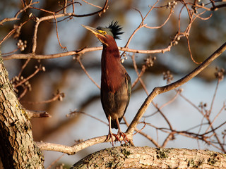 A heron rests on a tree branch at LSU lake. Baton Rouge, Louisiana, USA