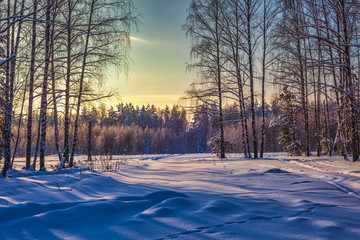 beautifull winter coniferous forest covered with snow