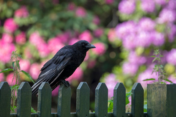 close-up view of beautiful black crow on wooden fence in garden