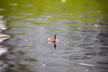 beautiful Great crested grebe duckling swimming on calm lake