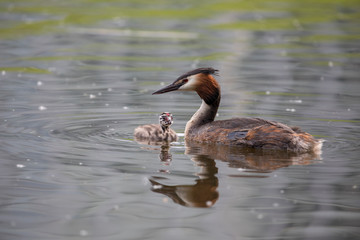 Obraz premium beautiful Great crested grebe with duckling swimming on calm lake