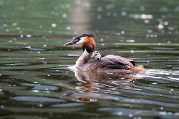beautiful Great crested grebe with duckling swimming on calm lake