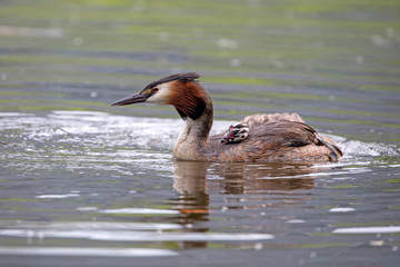 beautiful Great crested grebe with duckling swimming on calm lake