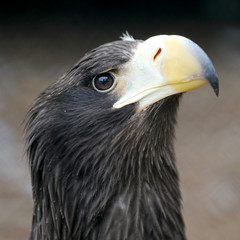close-up view of majestic golden eagle outdoors