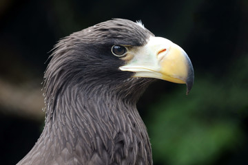 close-up view of majestic golden eagle outdoors
