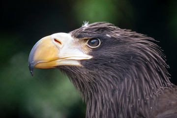 close-up view of majestic golden eagle outdoors
