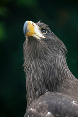 close-up view of majestic golden eagle outdoors