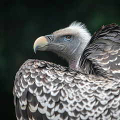close-up view of beautiful Gyps rueppellii bird in wildlife