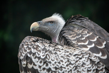 close-up view of beautiful Gyps rueppellii bird in wildlife