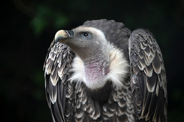 close-up view of beautiful Gyps rueppellii bird in wildlife