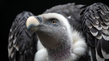 close-up view of beautiful Gyps rueppellii bird in wildlife
