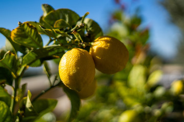 Summer garden with lemon trees