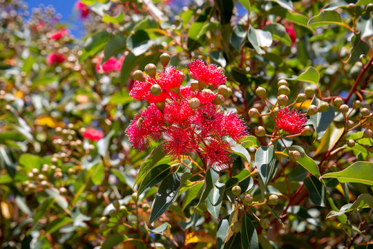 Pretty and vibrant red flowers on a gum tree growing at Birdlings Flat, New Zealand